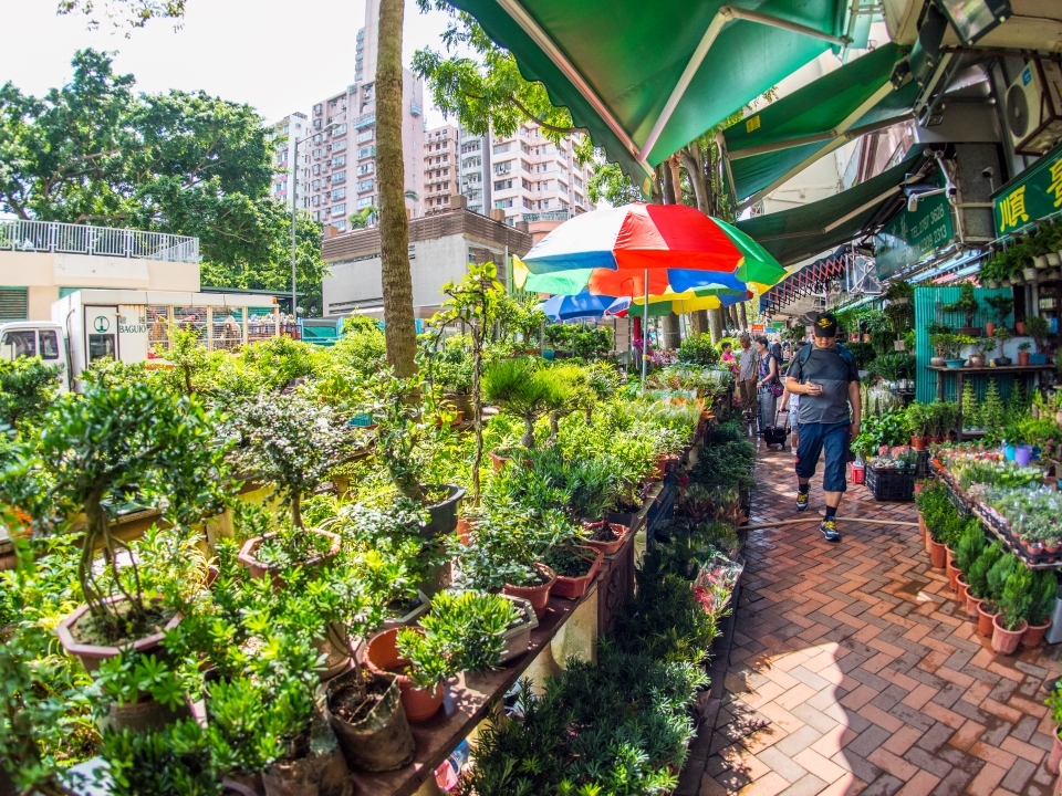 旺角花墟的花店在街上摆放的盆栽