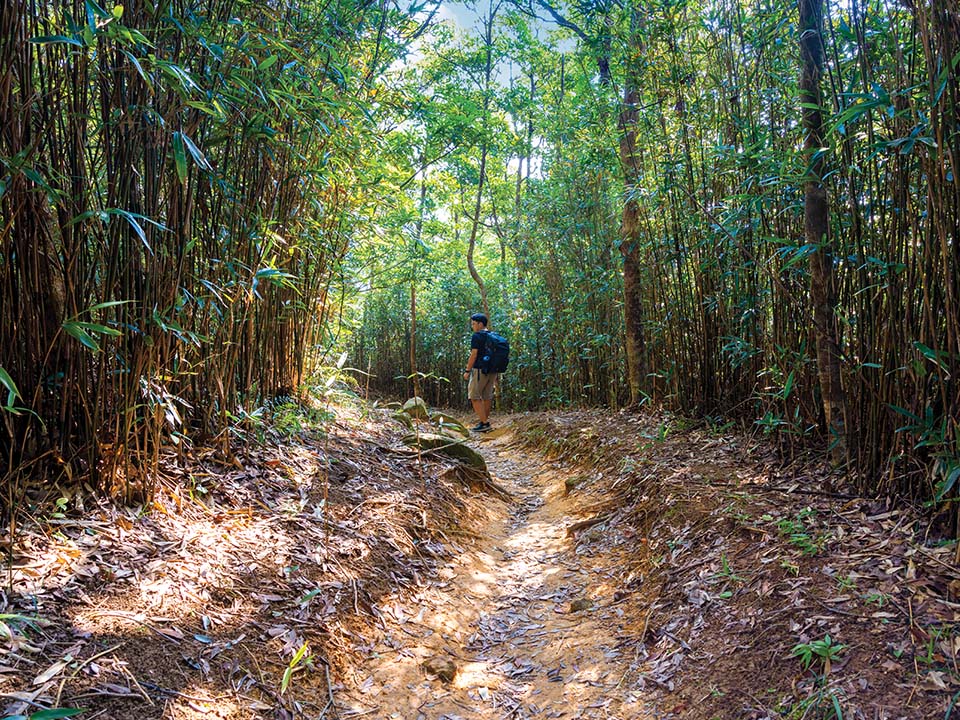 钓鱼翁郊游径林荫小径
