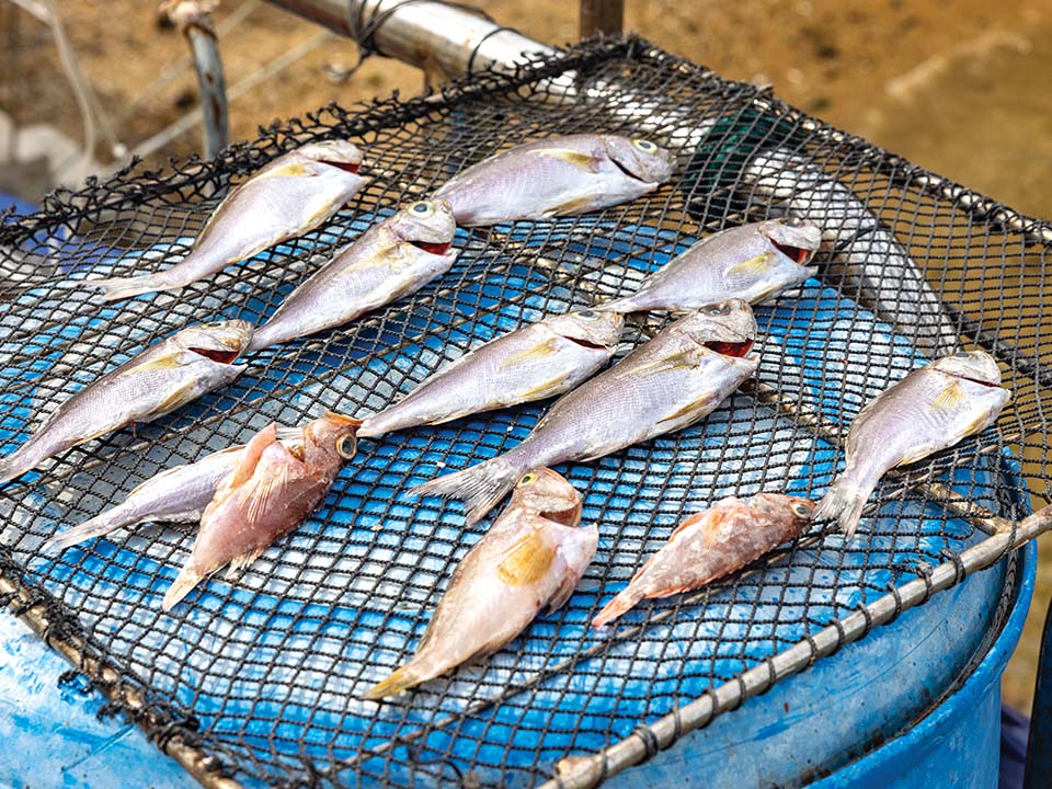 晒鱼棚