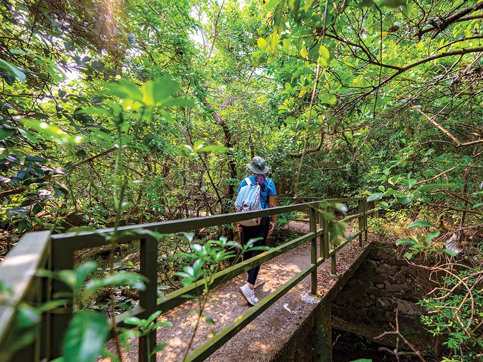 沉浸在白沙澳绿林中