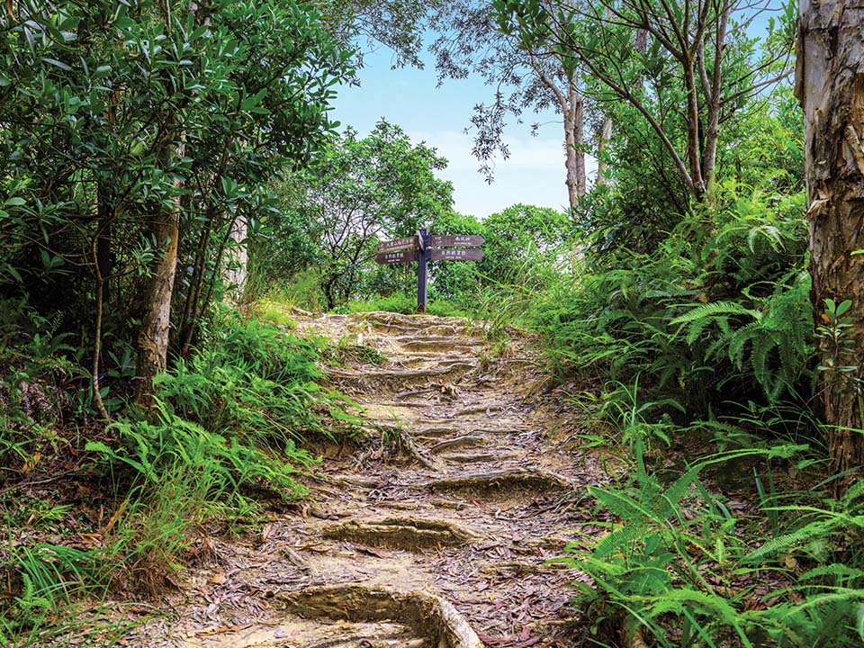 通往枫香林和千岛湖的登山径