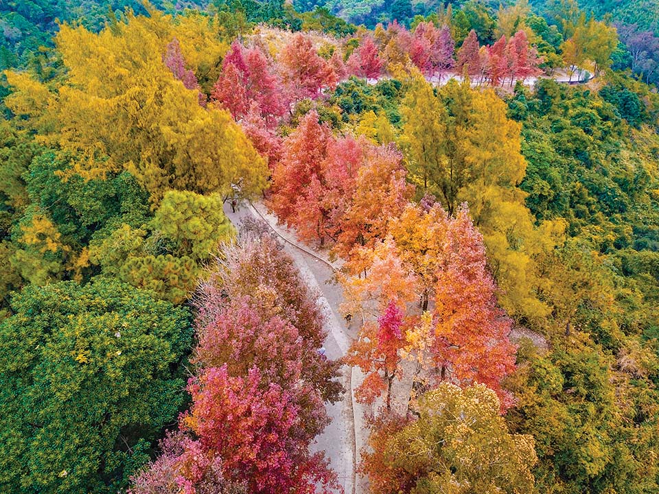 壮丽的枫香林顶视图