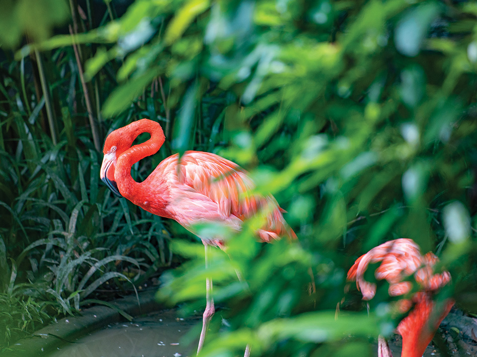 嘉道理农场的动物保育设施