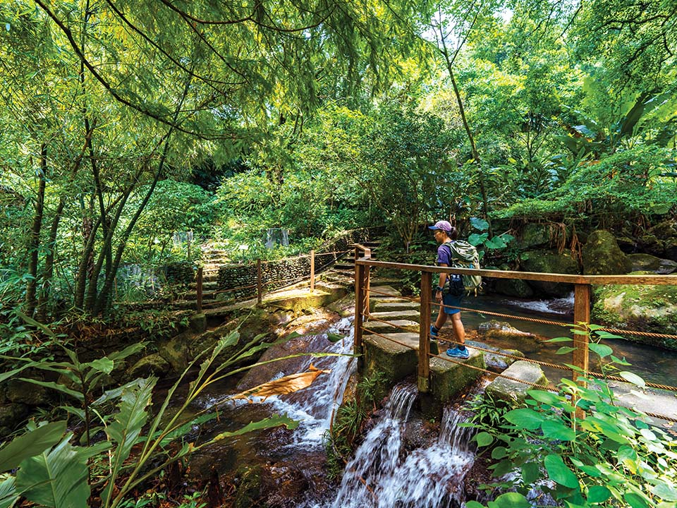 嘉道理农场苍翠茂密的树林