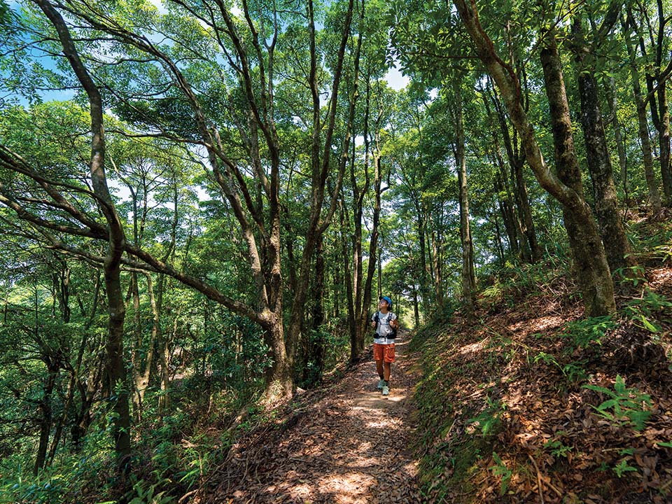 山径沿途的茂密山谷