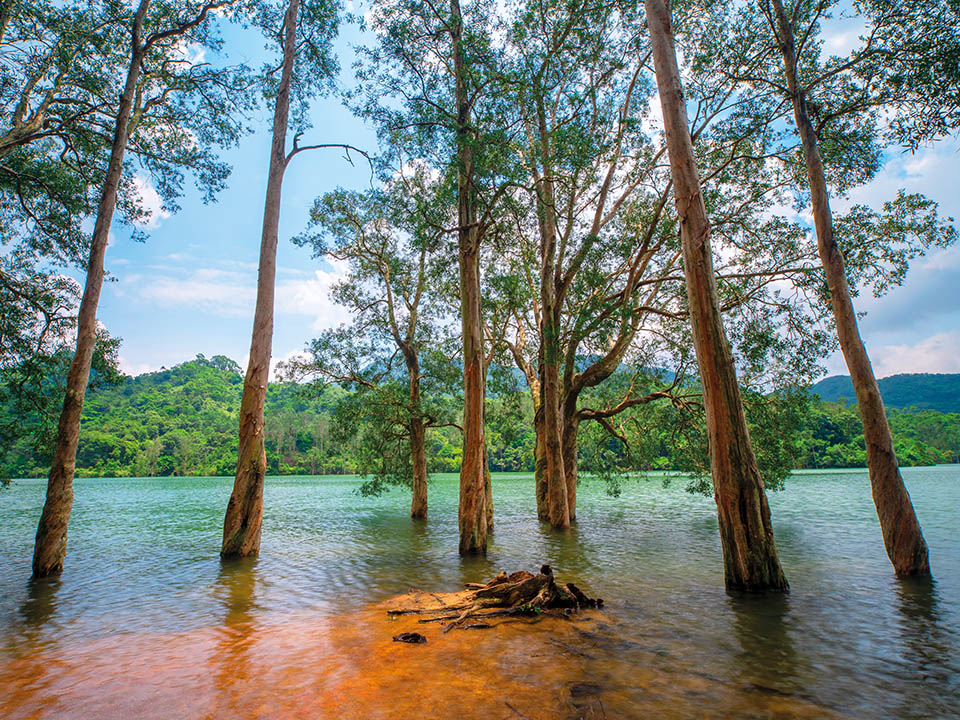 Paperbark Tree Grove