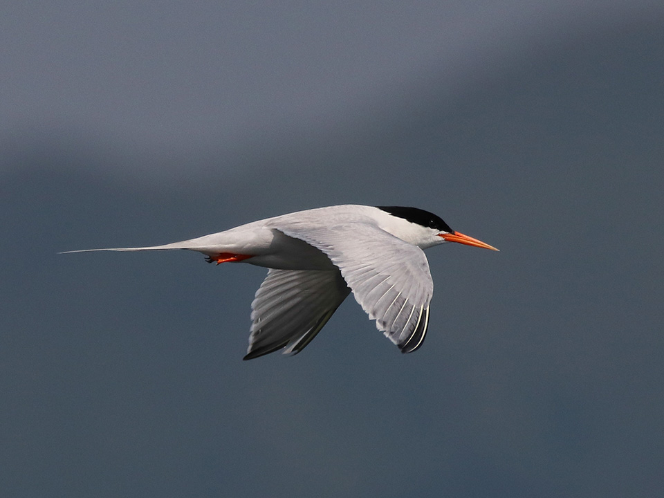 粉红燕鸥在空中飞翔。
