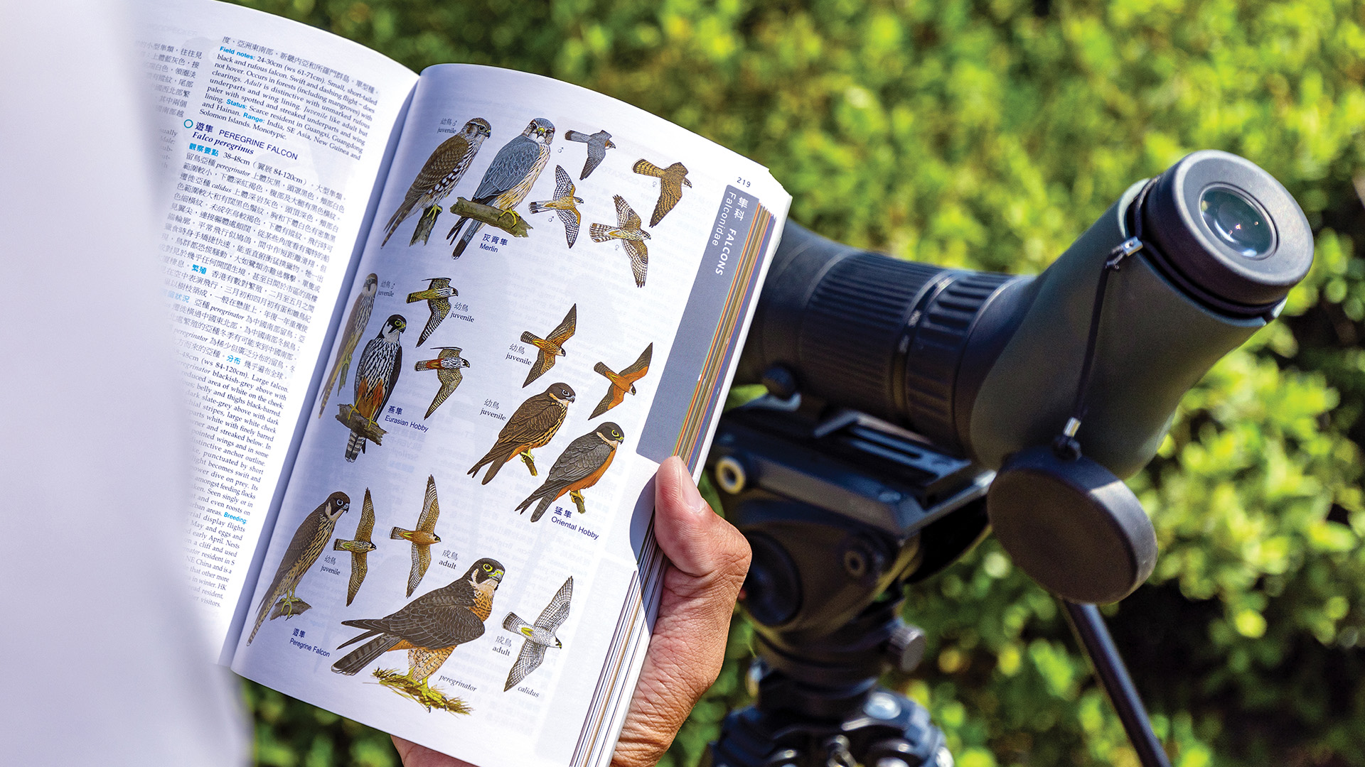 Jay希望有更多人投入观鸟活动。