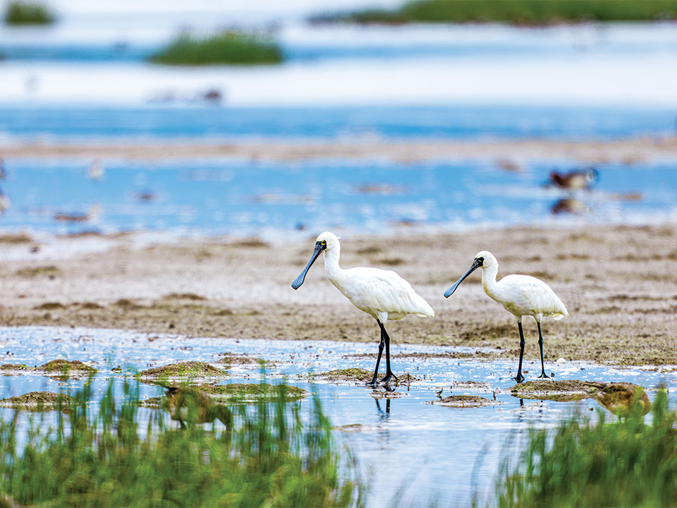 Black-faced Spoonbills on Mudflats