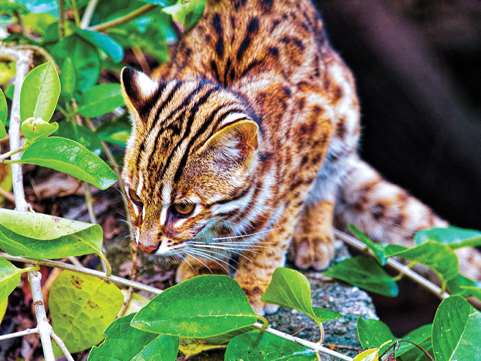 罕见的豹猫为香港受保护野生动物。