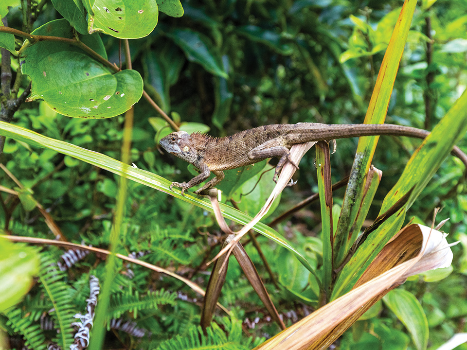 大刀屻生态环境多样，居住着各种野生动物。