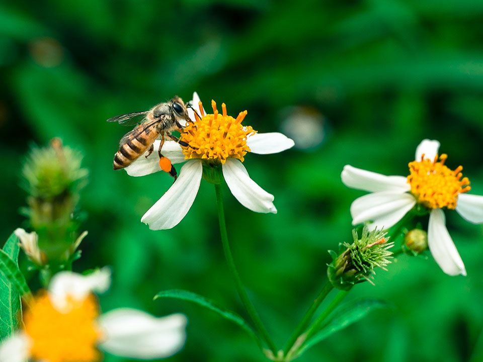 Bees – wildlife in the city