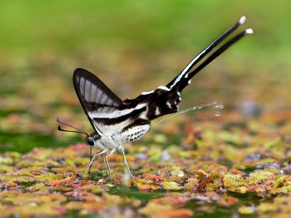 butterfly in Fung Yuen butterfly reserve