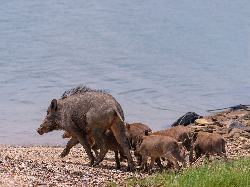 the diverse wildlife 