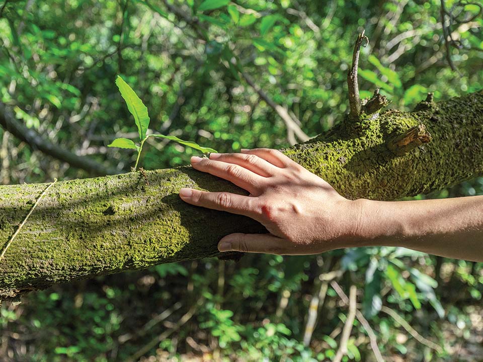 在龙虎山进行森林浴