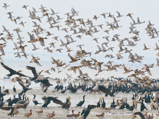 米埔自然护理区