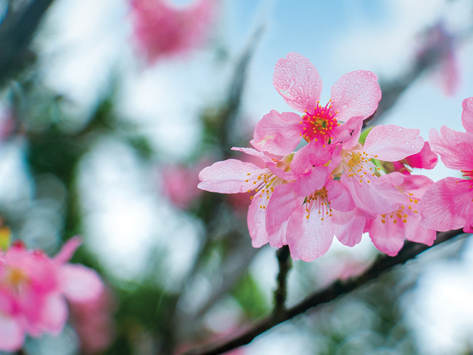 Taiwan Cherry at  Rotary Park