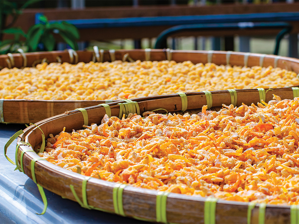 Dried Shrimp under the sun 