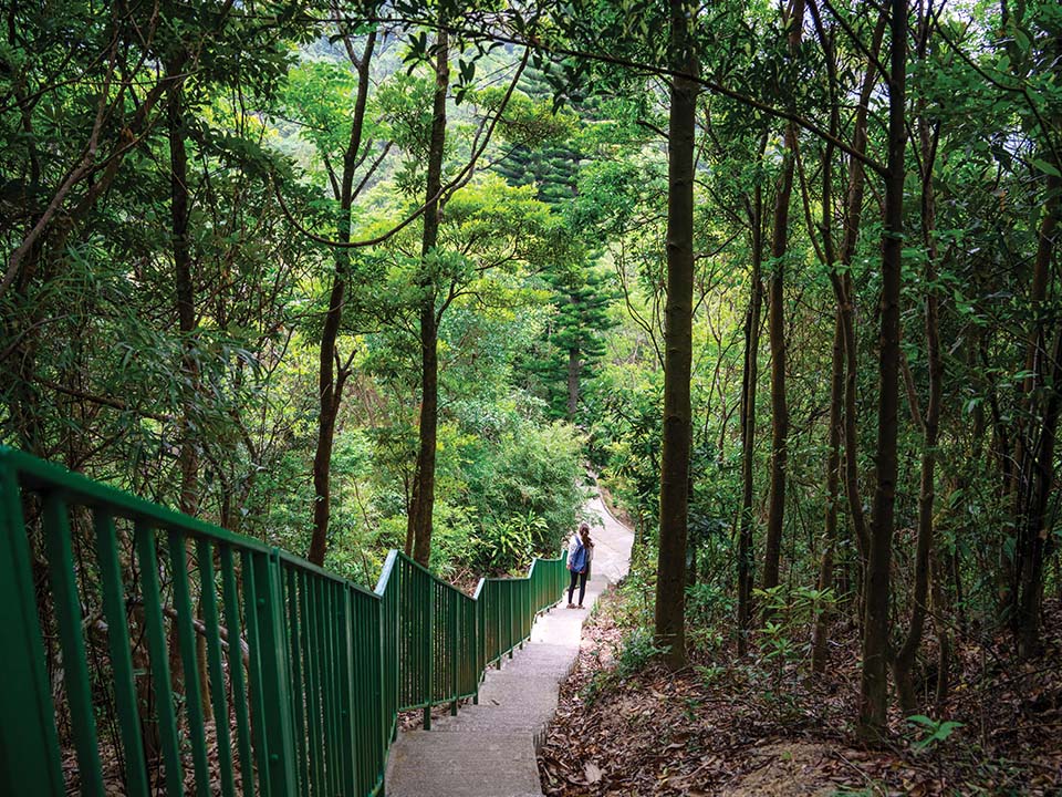 龙虎山晨运径森林浴