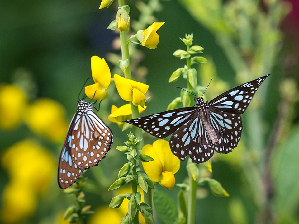 凤园蝴蝶保育区
